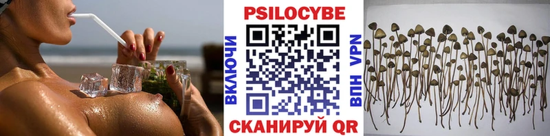 даркнет телеграм  где продают наркотики  Шенкурск  Псилоцибиновые грибы Psilocybe 